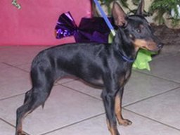 English toy Terrier8